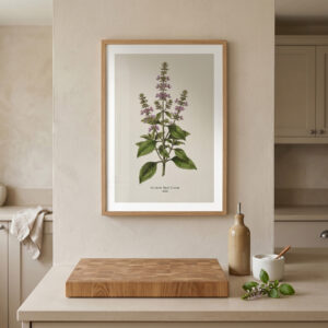 Basil — Botanical Study