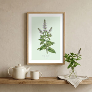 Mint — Botanical Study