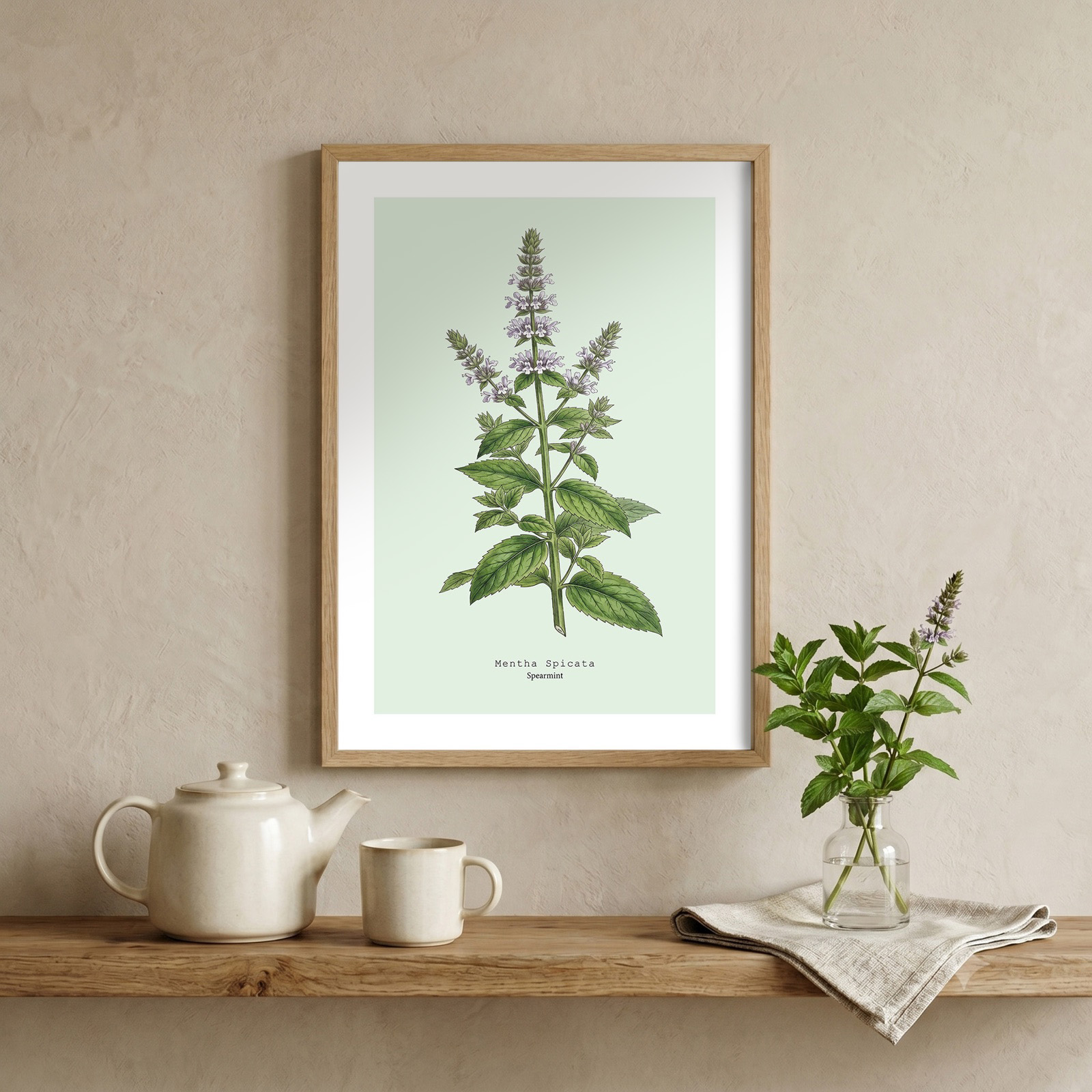 Mint — Botanical Study