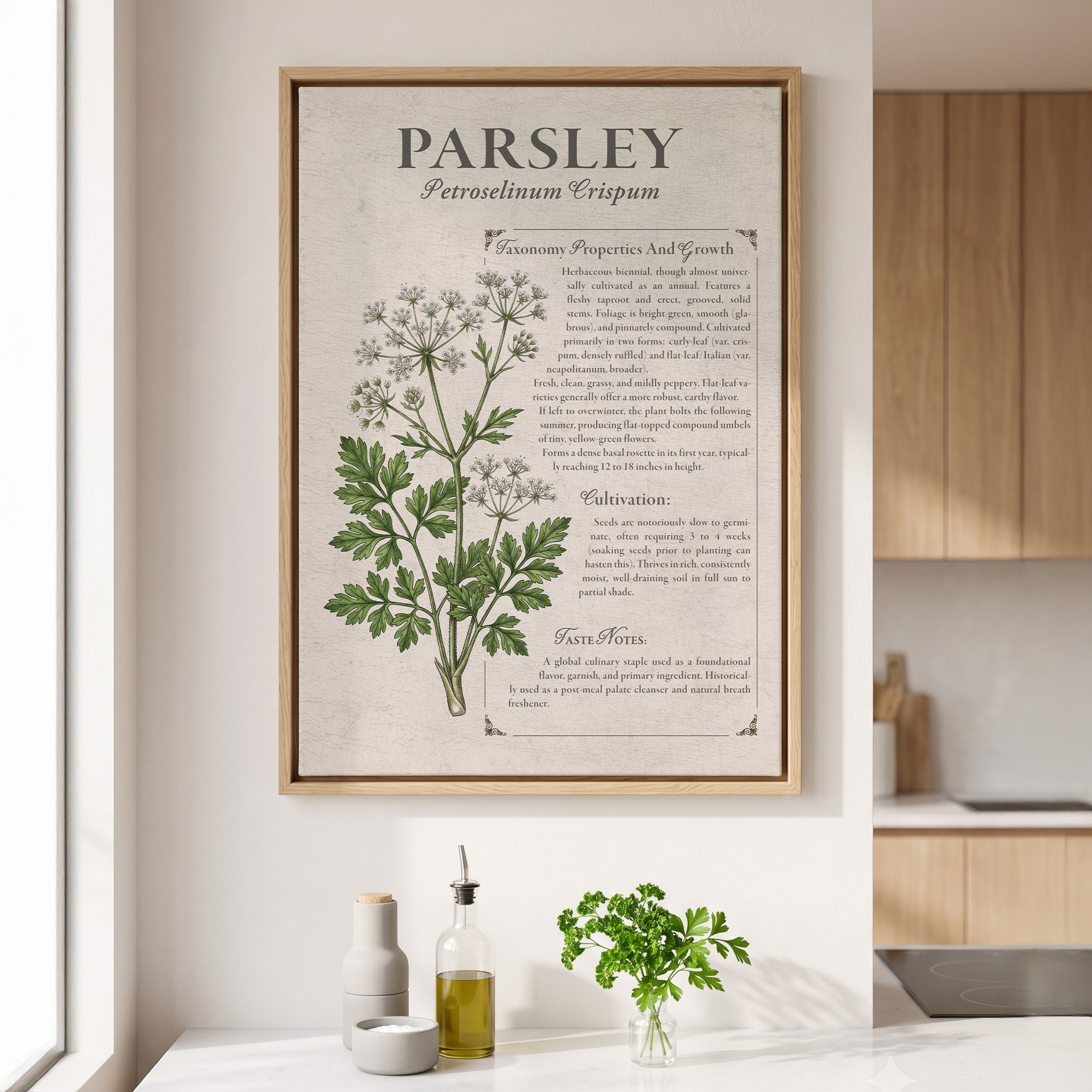 Parsley — Herbarium - Image 2