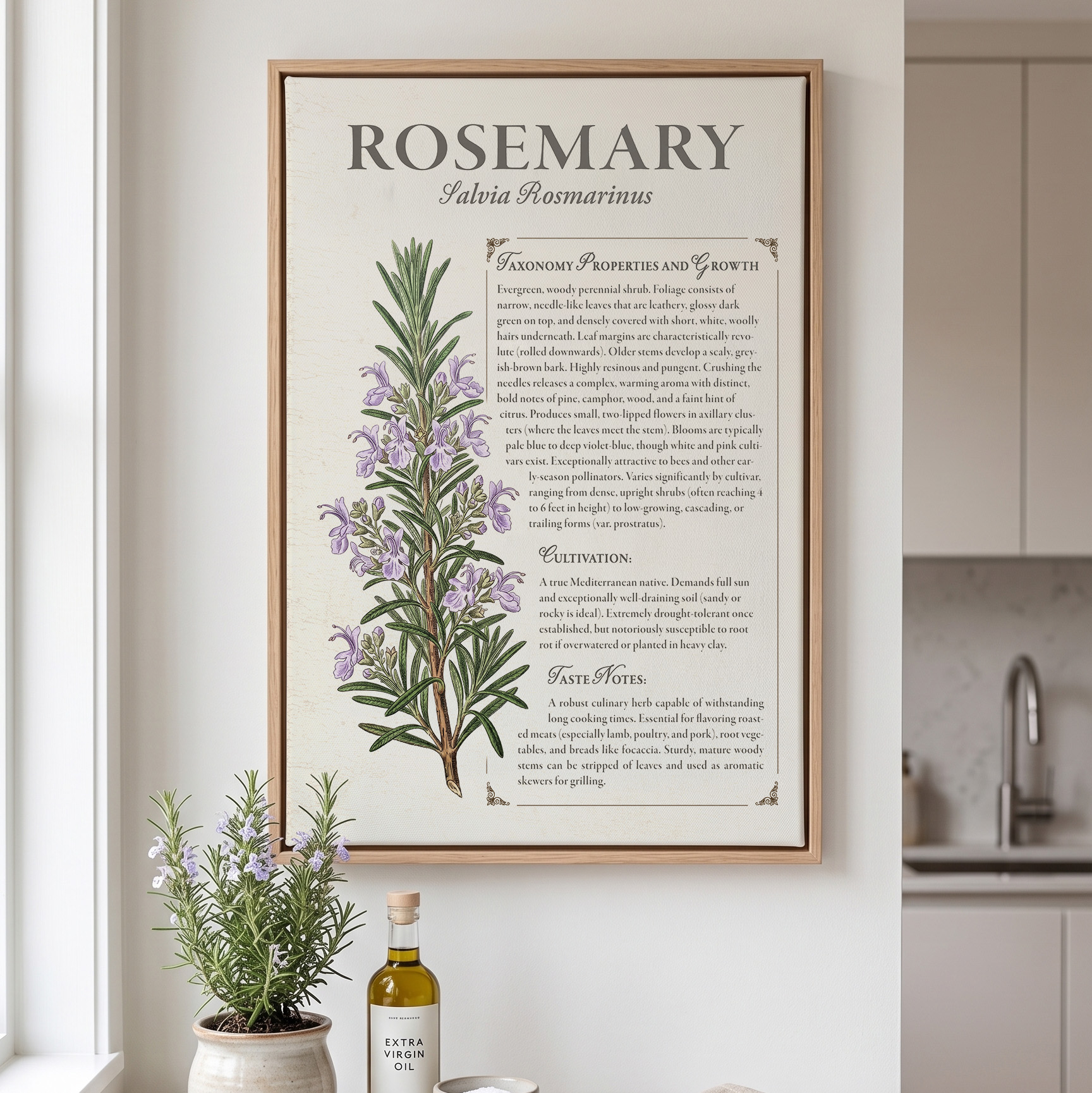 Rosemary — Herbarium - Image 2